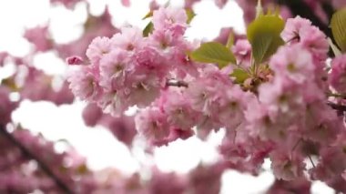 Uçan çiçeklerle büyüyen güzel bahar çiçekleri. İlkbaharda kiraz çiçeği. Japon sakurası. Yüksek kaliteli FullHD görüntüler