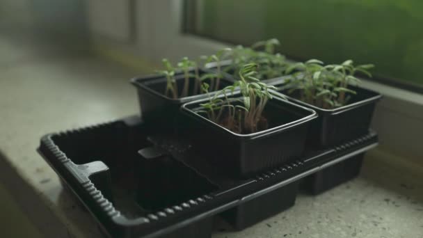 Jeunes Plants Verts Tomates Cerises Dans Une Forme Spéciale Plastique — Video
