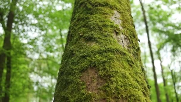 Grøn Mos Vokser Tydeligt Træstammen Hvilket Skaber Slående Kontrast Mod – Stock-video