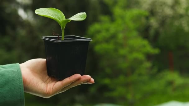 Fazendeiro Mão Segurando Folha Mudas Pepino Cultivadas Crescendo Vaso Plástico — Vídeo de Stock