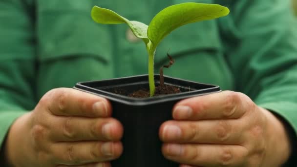 Farmer Hand Holding Leaf Cultivated Cucumber Seedlings Growing Plastic Pot — Stock Video