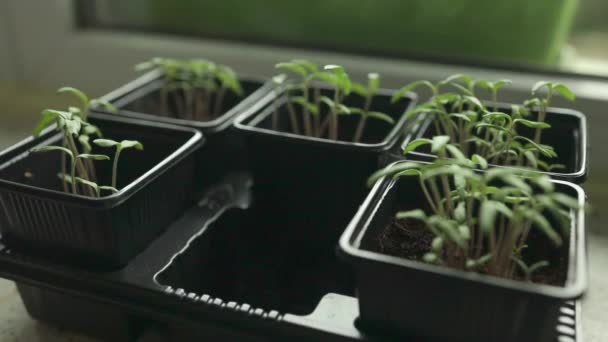 Jeunes Plants Verts Tomates Cerises Dans Une Forme Spéciale Plastique — Video