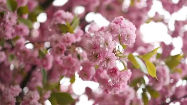 Цвіте Сливове Дерево Рожевими Квітами Японський Сад Цвіте Високоякісні Fullhd — стокове відео