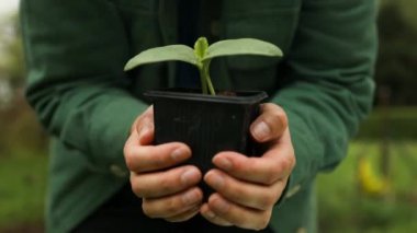 Plastik kabın içinde büyüyen salatalık fidelerinin çiftçi el yaprağı. Tarım, bahçıvanlık ya da ekoloji konsepti yüksek kaliteli FullHD görüntüleri.