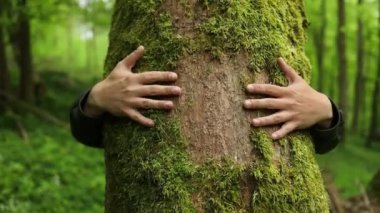Tanımlanamayan bir adam yaz ormanında bir ağaç gövdesine sarılıyor. Çevre bakımı kavramı. Yüksek kaliteli FullHD görüntüler