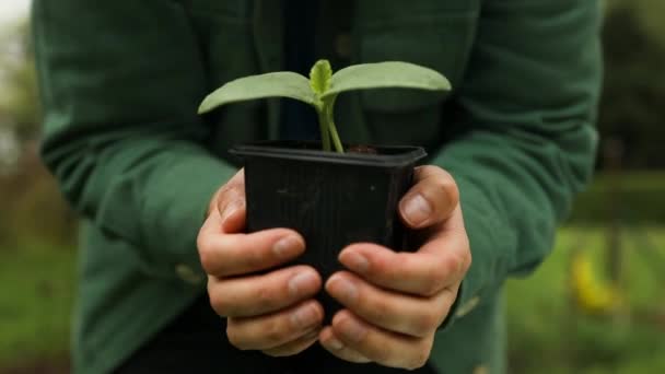 Farmářská Ruka Držící List Pěstovaných Okurkových Sazenic Pěstovaných Plastovém Květináči — Stock video