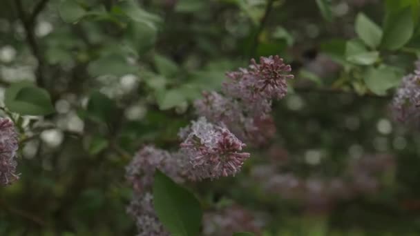 Bahçedeki Parlak Güneşin Altında Çiçek Açan Leylak Çalısı Yüksek Kaliteli — Stok video