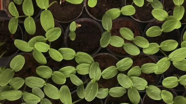 Unga Färska Plantor Står Plastkrukor Gurkplantage Odling Gurkor Växthus Gurkväxter — Stockvideo