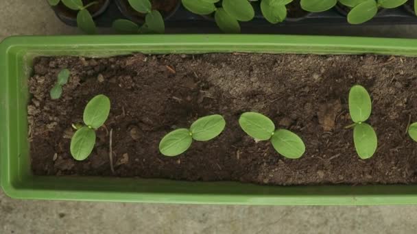 幼嫩的嫩芽生长在塑料罐中 黄瓜种植园 在温室里种植黄瓜 黄瓜幼苗 有选择的重点 优质Fullhd影片 — 图库视频影像