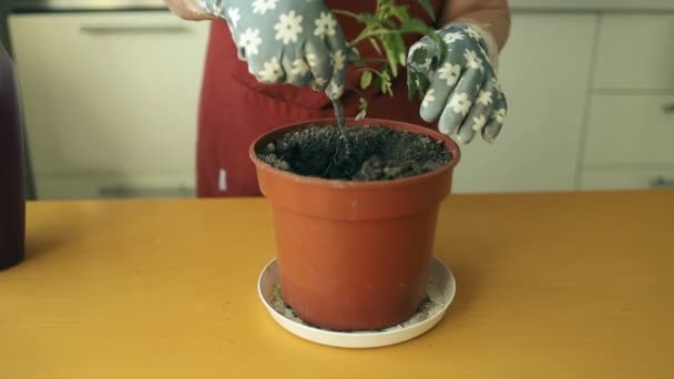 Household Chores Transplanting Tomato Eco Plant New Pot Woman Replanting — Stock Video