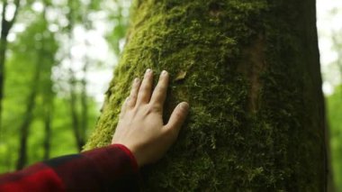 Ağaç gövdesine dokun. Erkek eli bir çam ağacının gövdesine dokunur, yakın plan. İnsan eli bir ağaç gövdesine dokunur. Ağaç kabuğu. Vahşi orman yolculuğu. Yüksek kaliteli FullHD görüntüler