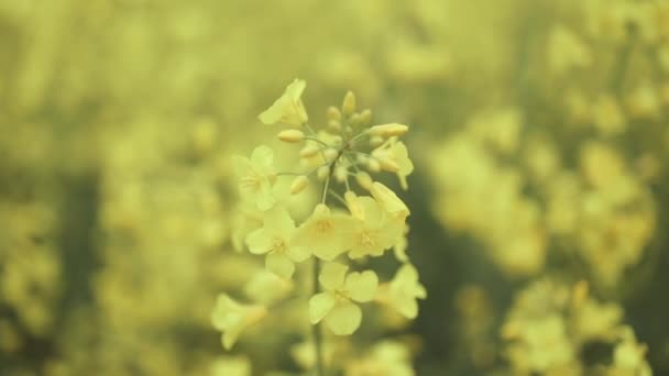 Kolorowe Żółte Pole Kwitnących Rapów Piękne Kwitnące Pole Gwałtu Niesamowite — Wideo stockowe
