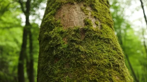 Egy Nagy Ugatása Erdőben Gyönyörű Zöld Moha Textúra Felnőtt Fedél — Stock videók