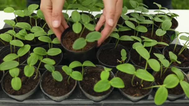 Junge Frische Sämlinge Stehen Plastiktöpfen Gurkenplantage Anbau Von Gurken Gewächshaus — Stockvideo