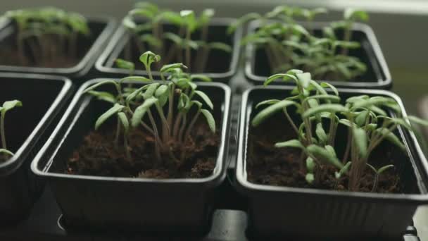 在木制背景上的特殊塑料生态友好型樱桃树幼芽 番茄幼苗在绿色室内灯下生长时间的消逝 — 图库视频影像