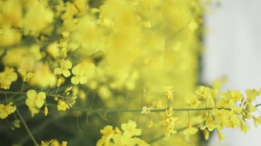 Çiçek açan rap 'lerin renkli sarı alanı. Güzel sarı çiçekli tecavüz tarlası. İnanılmaz parlak bahar ve yaz manzarası. 