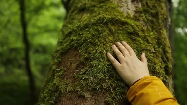 Detailní Záběr Ženy Dotýkající Zeleného Kmene Stromu Dřevo Kůry Zachraňuju — Stock video