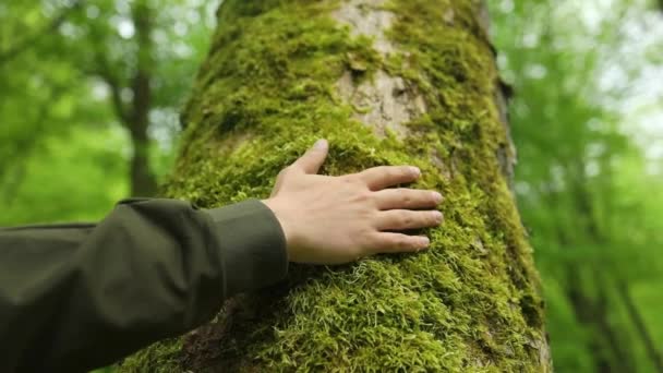 Mão Tocar Tronco Árvore Ecologia Conceito Natureza Florestal Energia Homem — Vídeo de Stock