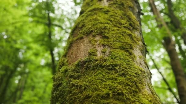 Κατεβαίνει Αργά Από Φλοιό Ενός Μεγάλου Δέντρου Στο Δάσος Όμορφη — Αρχείο Βίντεο