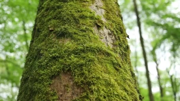 Bark Big Tree Forest Beautiful Green Moss Texture Grown Cover — Stock Video