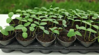 Plastik kaplarda duran taze tohum. Salatalık çiftliği. Serada salatalık yetiştirmek için. Salatalık fideleri. Seçici odaklanma. Yüksek kaliteli FullHD görüntüler