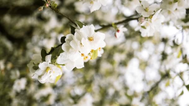 Ветка Цветущими Цветами Белые Цветущие Цветы Ветвях Яблони Весенняя Цветущая — стоковое видео
