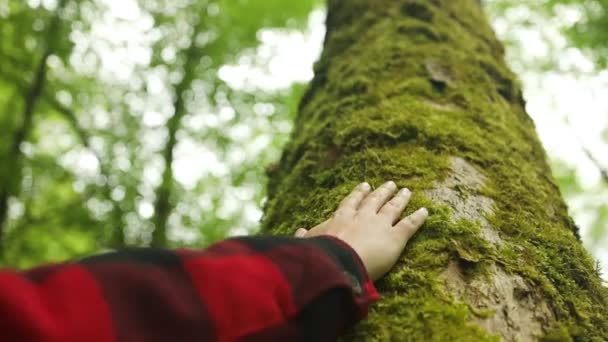 Main Touche Arbre Dans Parc Forestier Voyage Nature Protection Aventure — Video
