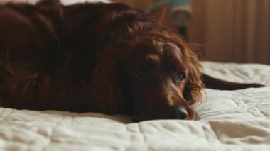 Mutlu şirin İrlandalı Setter köpeği yatakta uyuyor, siyah burunlu kahverengi köpek rahat bir yatakta uzanıyor ve dinleniyor. Yüksek kaliteli FullHD görüntüler