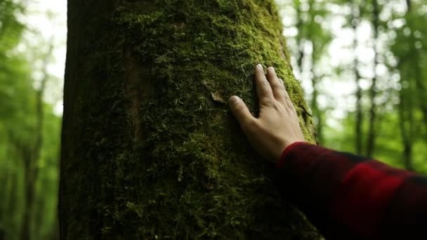 森林公園の木に手を触れる 旅行自然保護アドベンチャーコンセプト 子供は緑の森のライフスタイルで木を手で打ちます 高品質のフルHd映像 — ストック動画
