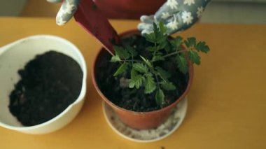 Domates bitkisini yeni bir çömleğe nakletmek için ev işleri. Yeni kahverengi bir çömleğe domates eken kadın, evdeki bitki nakli.