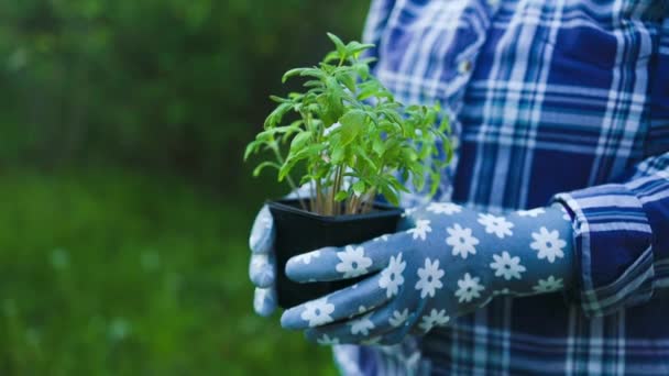 女农民手拿着种植植物的叶子 手拿着园艺工作手套 园艺或生态概念 优质Fullhd影片 — 图库视频影像
