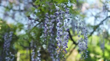 Çiçek açan Wisteria Sinensis, rüzgarda sarkan yarışlarda kokulu mor çiçeklerle çiçekleniyor. Baharda salkımlı bahçe. Yüksek kaliteli FullHD görüntüler