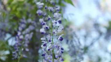Çiçek açan menekşe salkım salkımı Sinensis. Asılan yarışlarda kokulu mor çiçekleri olan güzel verimli bir ağaç. Mavi Çin salkımı, Fabaceae familyasından bir bitki türü.