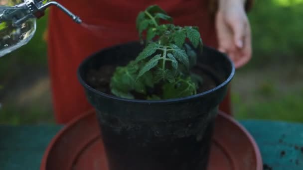 ブルーウォーターでトマトの植物を水にすることは プラスチック製の鍋に入れることができます スプリングガーデニング 育てられたベッドの黒い土に植物の苗の移植 高品質のフルHd映像 — ストック動画