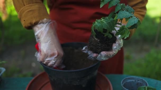 Plantando Mudas Tomate Vaso Mudas Tomate Recipientes Plástico Mudas Pequenos — Vídeo de Stock