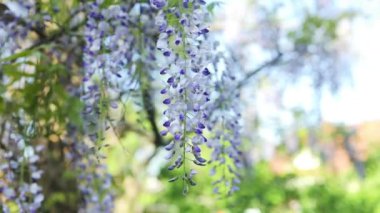 Çiçek açan menekşe salkım salkımı Sinensis. Asılan yarışlarda kokulu mor çiçekleri olan güzel verimli bir ağaç. Mavi Çin salkımı, Fabaceae familyasından bir bitki türü.