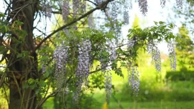 Çiçek açan menekşe salkım salkımı Sinensis. Asılan yarışlarda kokulu mor çiçekleri olan güzel verimli bir ağaç. Mavi Çin salkımı, Fabaceae familyasından bir bitki türü.