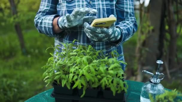 Mezőgazdaság Női Farmer Kezek Kertészkesztyű Ellenőrzi Termesztett Növény Intelligens Telefon — Stock videók