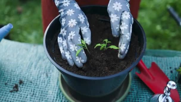 Φυτεύοντας Σπορόφυτα Ντομάτας Γλάστρα Σπορόφυτα Τομάτας Πλαστικά Δοχεία Σπόροι Από — Αρχείο Βίντεο
