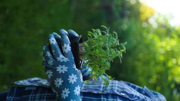 農業について 耕作植物の葉を保持する作業ガーデニング手袋の女性農家手 ガーデニング エコロジーの概念 高品質のフルHd映像 — ストック動画