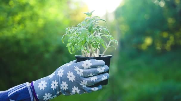 Agronomin Bäuerin Hand Hält Junge Pflanze Auf Verschwommenem Grünen Naturhintergrund — Stockvideo