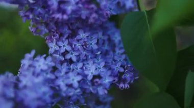 Bahar sabahının erken saatlerinde doğal bir arka planda çiçek açan leylak çalısı. Yüksek kaliteli FullHD görüntüler