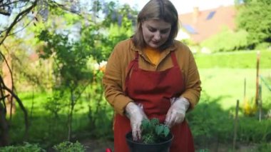 Tencereye domates tohumu ekiyorum. Plastik kaplarda domates tohumları. Küçük domates tohumları. Pencerede sebze yetiştirmek.. Tarım hazırlık bahar çalışması. Yüksek kalite FullHD