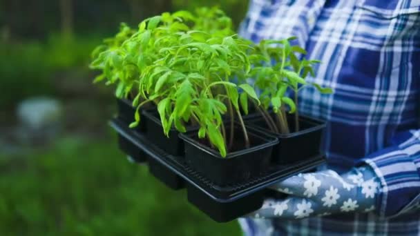 Zemědělství Samičí Farmářské Ruce Pracujících Zahradnických Rukavicích Držících List Pěstované — Stock video