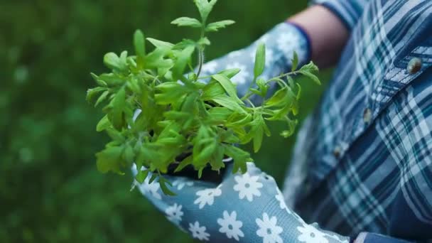 Planten Voorbereiden Volle Grond Groeien Close Zicht Vrouwelijke Handen Planten — Stockvideo