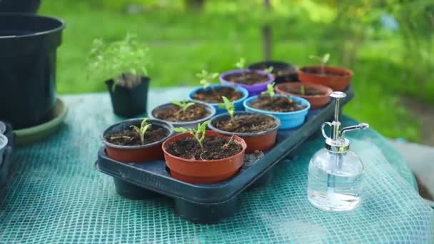 Tomatenpflanzen Setzlinge Schwarzen Plastiktöpfen Garten Freien Bepflanzung Und Gartenarbeit Frühling — Stockvideo