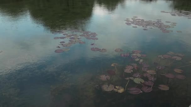 Lotussjö Med Blommor Sommarhelg Naturen Högkvalitativ Fullhd Film — Stockvideo