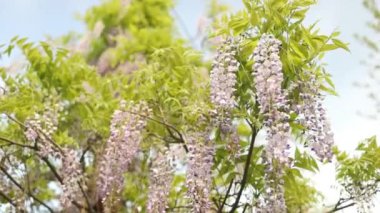 Çiçek açan menekşe salkım salkımı Sinensis. Asılan yarışlarda kokulu mor çiçekleri olan güzel verimli bir ağaç. Mavi Çin salkımı, Fabaceae familyasından bir bitki türü.