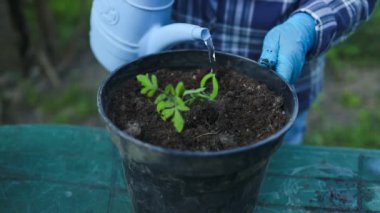 Plastik bir tencerede mavi bir sulama kutusuyla domates sulamak. Bahar bahçıvanlığı. Yayılma. Sebze fidelerinin yükseltilmiş yataklardaki kara toprağa nakledilmesi. Yüksek kaliteli FullHD görüntüler