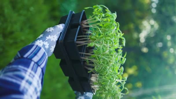Növények Előkészítése Nyílt Területen Történő Termesztésre Közelkép Női Kéz Ültető — Stock videók
